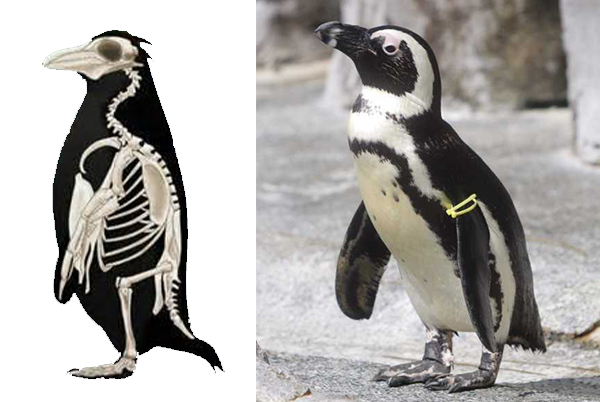 ペンギンの足は実は長い