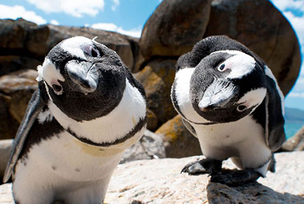 ケープペンギンがいる全国の動物園３つを紹介