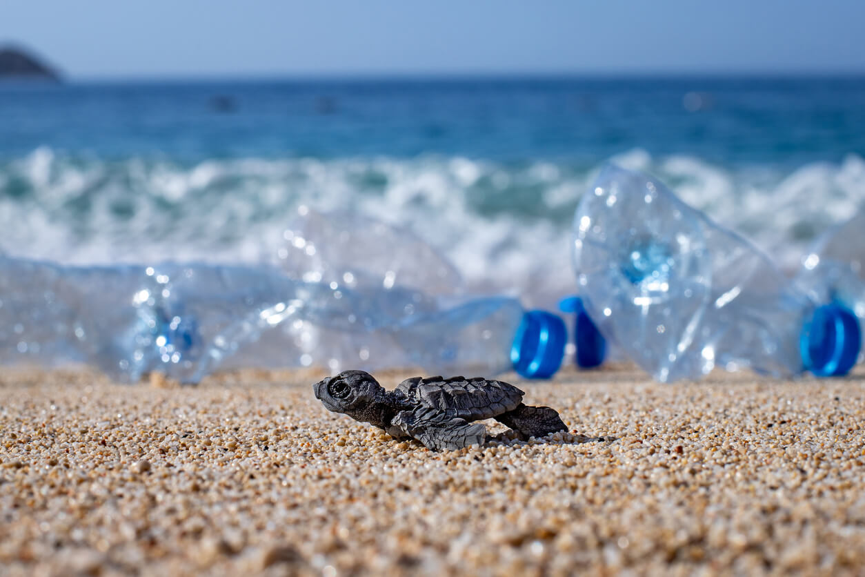 SDGs目標14「海の豊かさを守ろう」とは