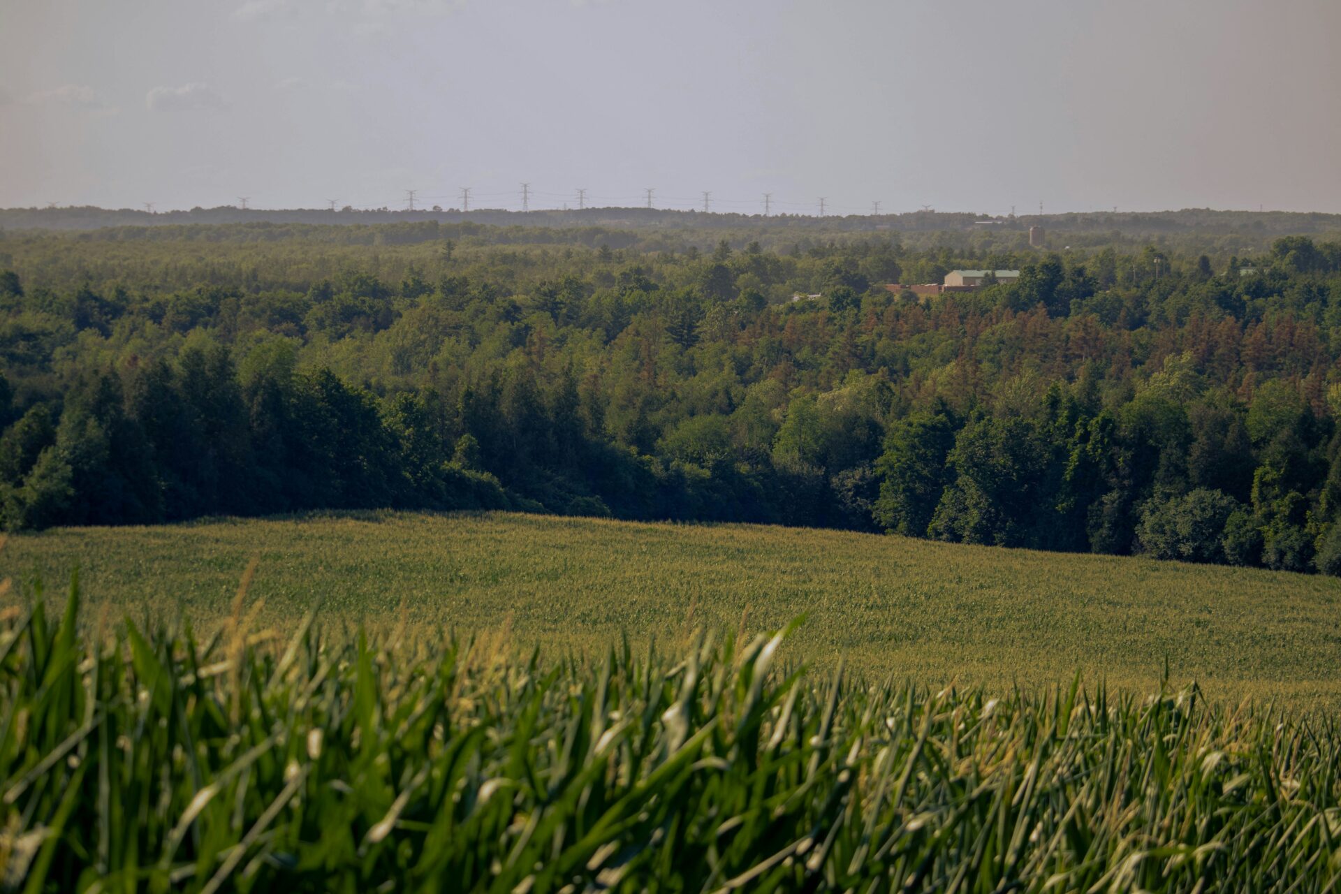 バイオ燃料とは?種類・メリット・デメリット・企業事例をわかりやすく解説